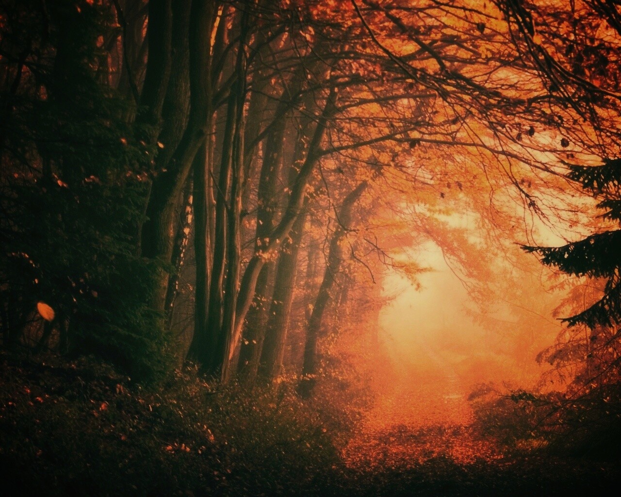 Дорожка заваленная листьями обои