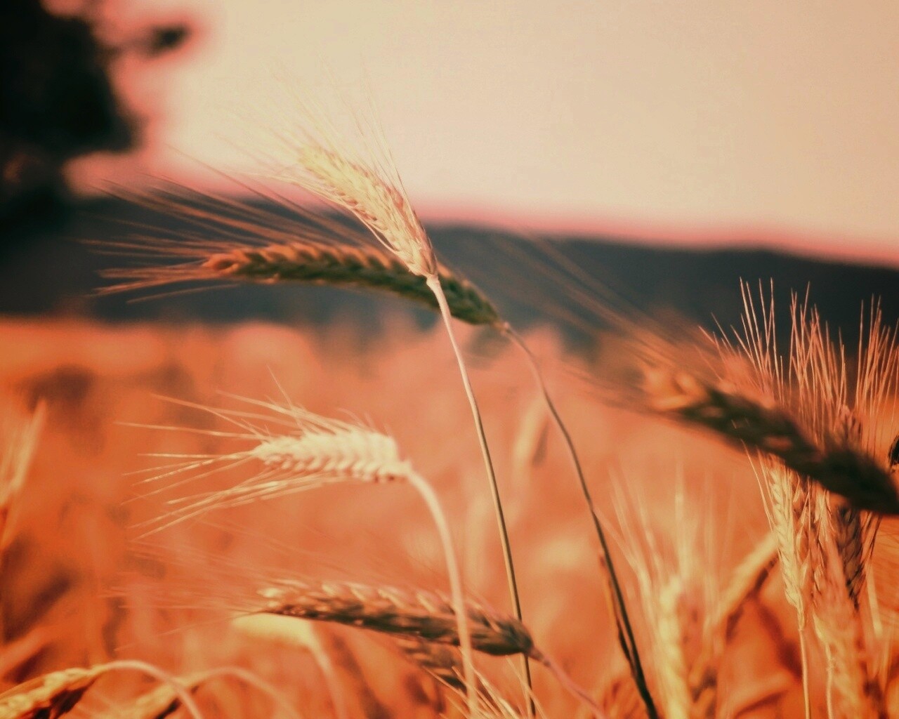Колоски на ветру обои