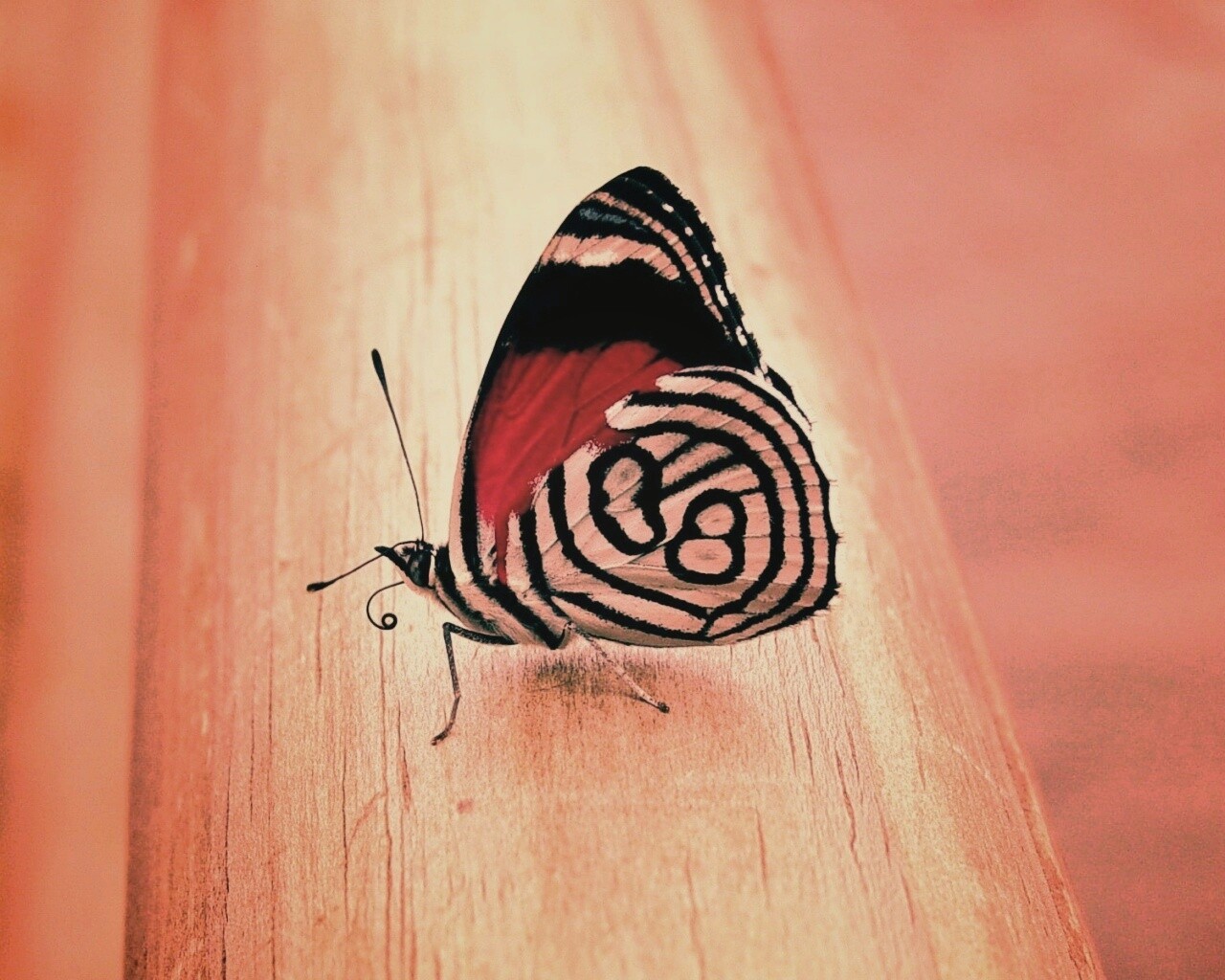 Бабочка на бревне обои