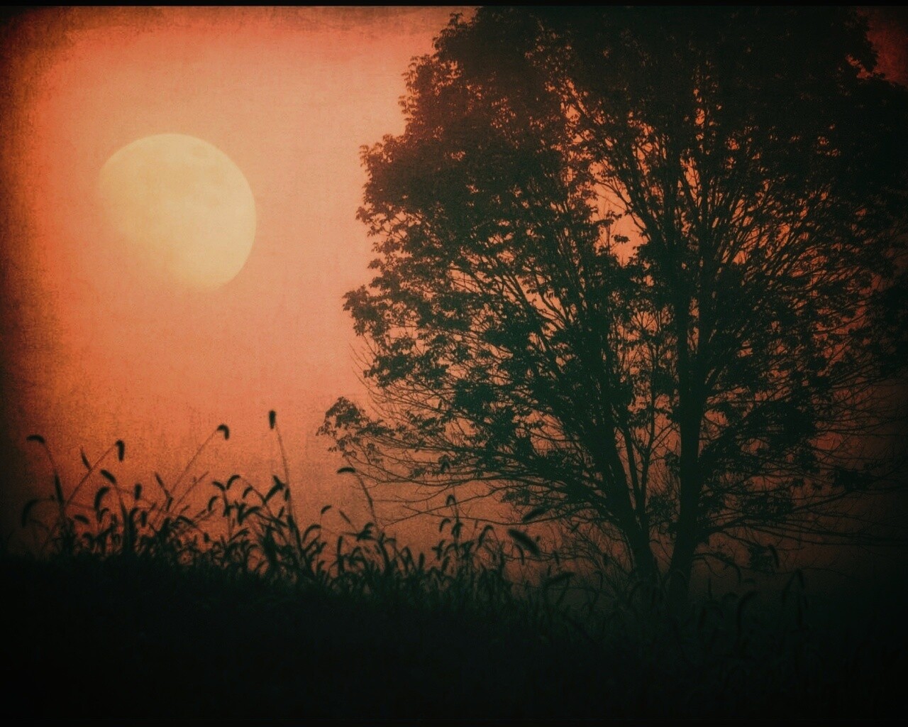 Дерево ночью обои