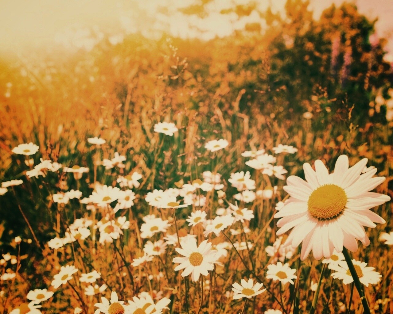 Солнечные ромашки обои