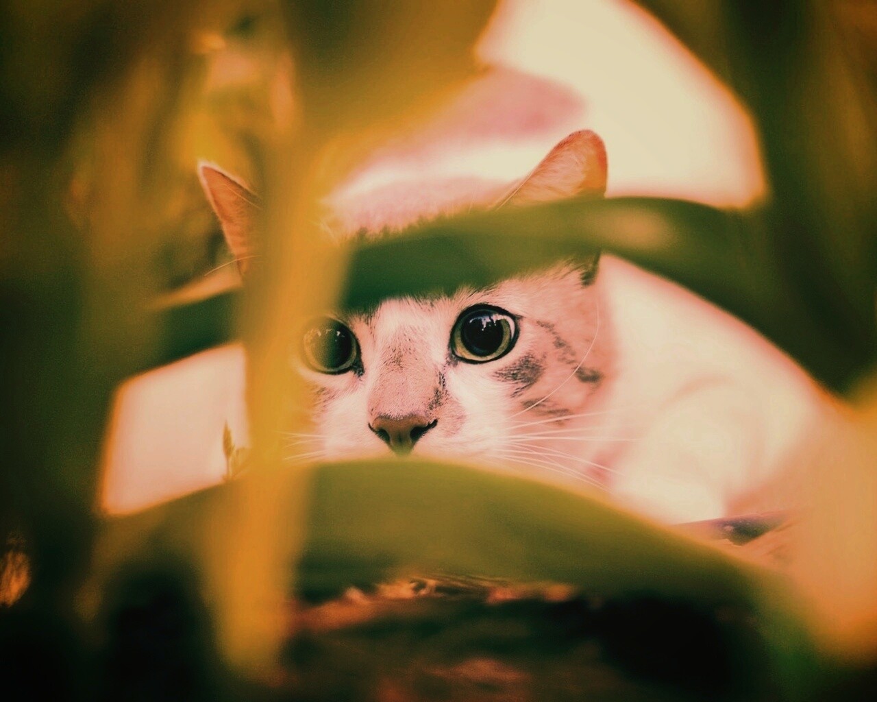 Кот в засаде обои