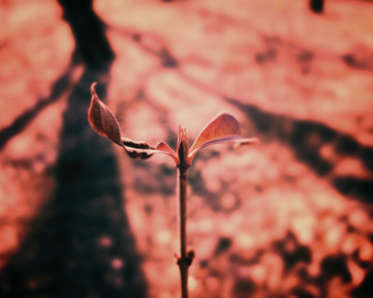 Красный росток обои