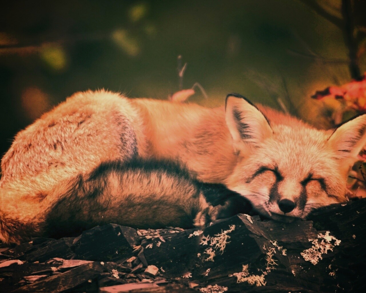 Спящая лиса обои