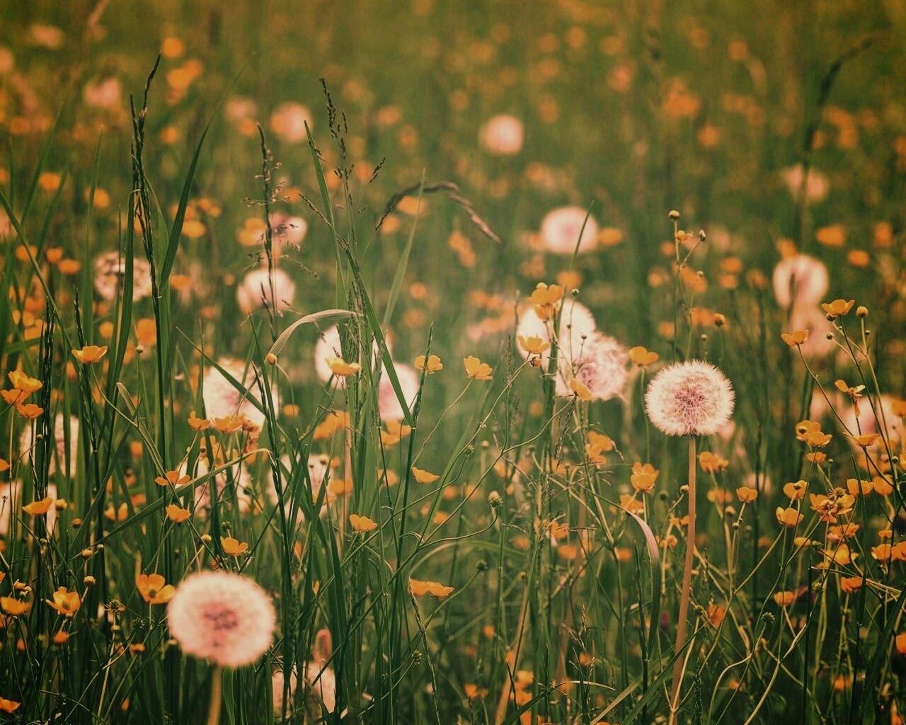 Поле одуванчиков обои