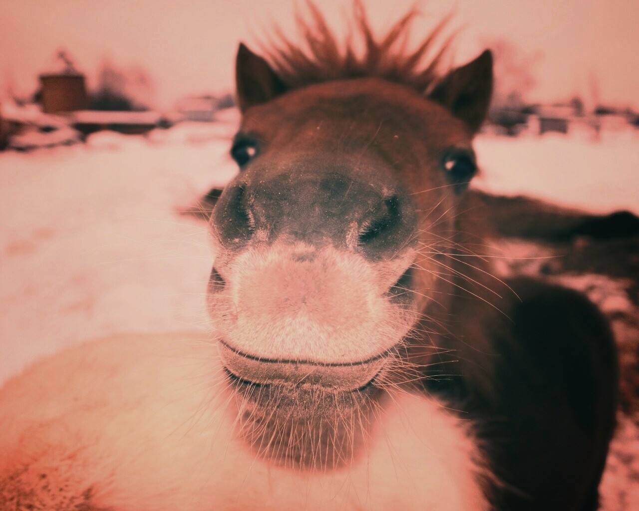 Морда пони обои