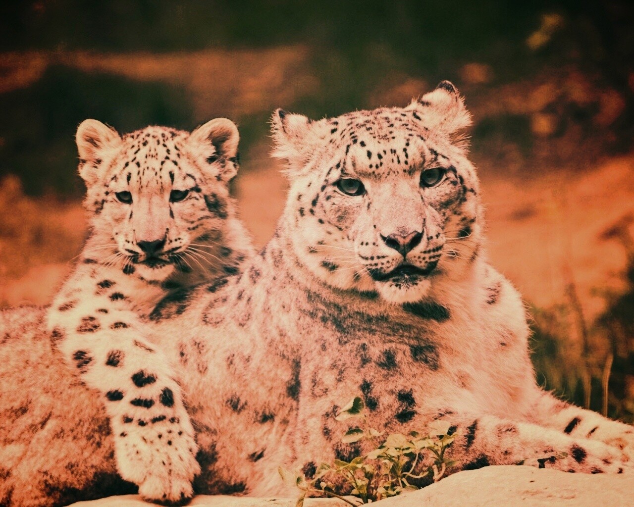 Самка снежного барса с котенком обои
