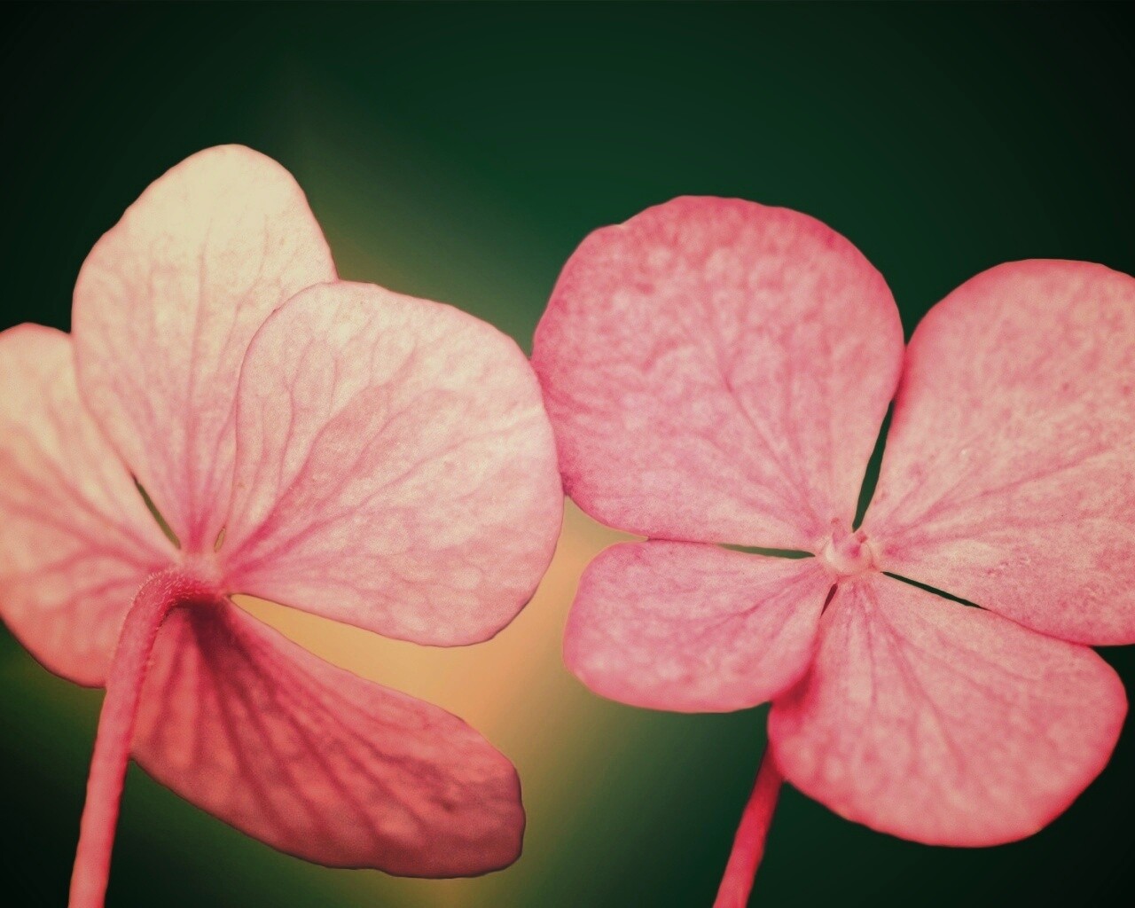 Розовые лепрестки обои