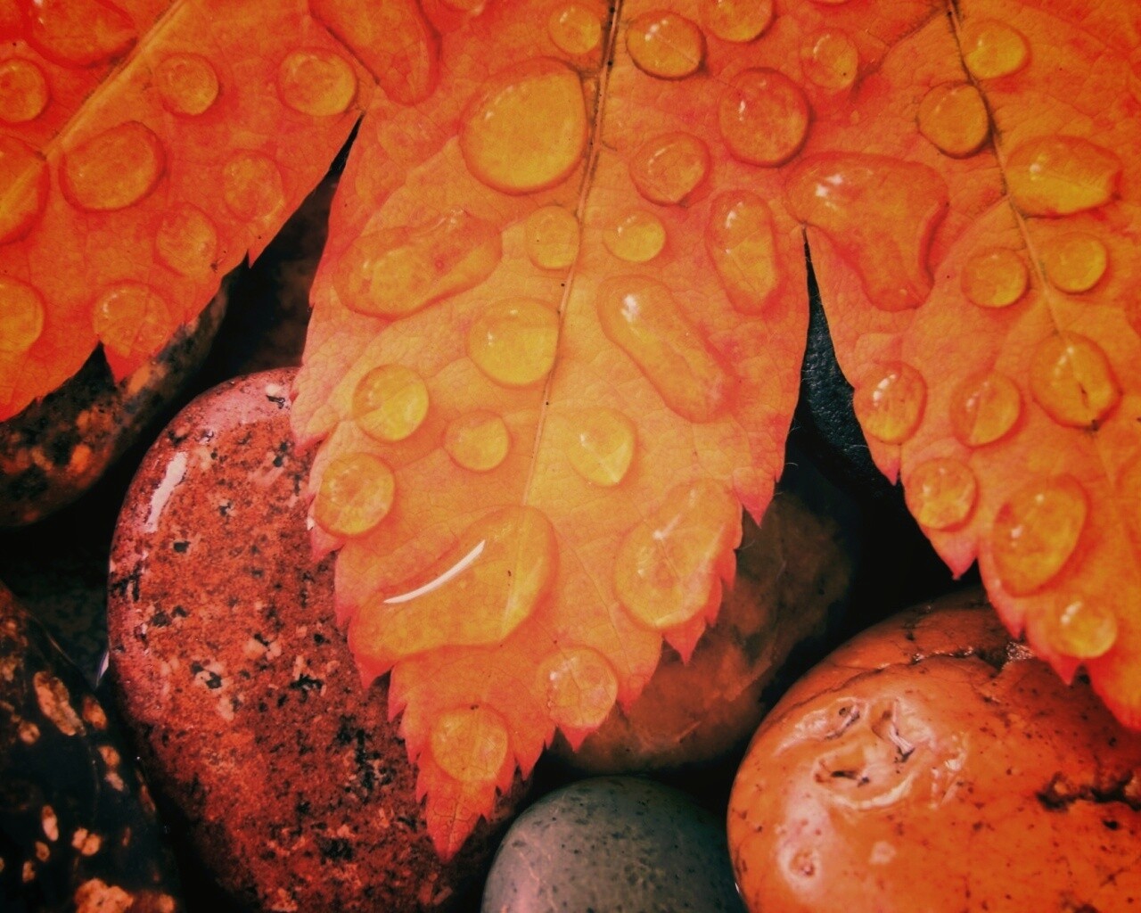 Мокрые листья на камнях обои