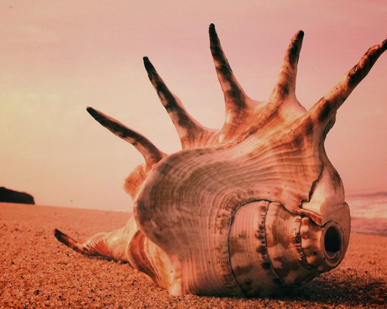 Раковина с гребнем обои