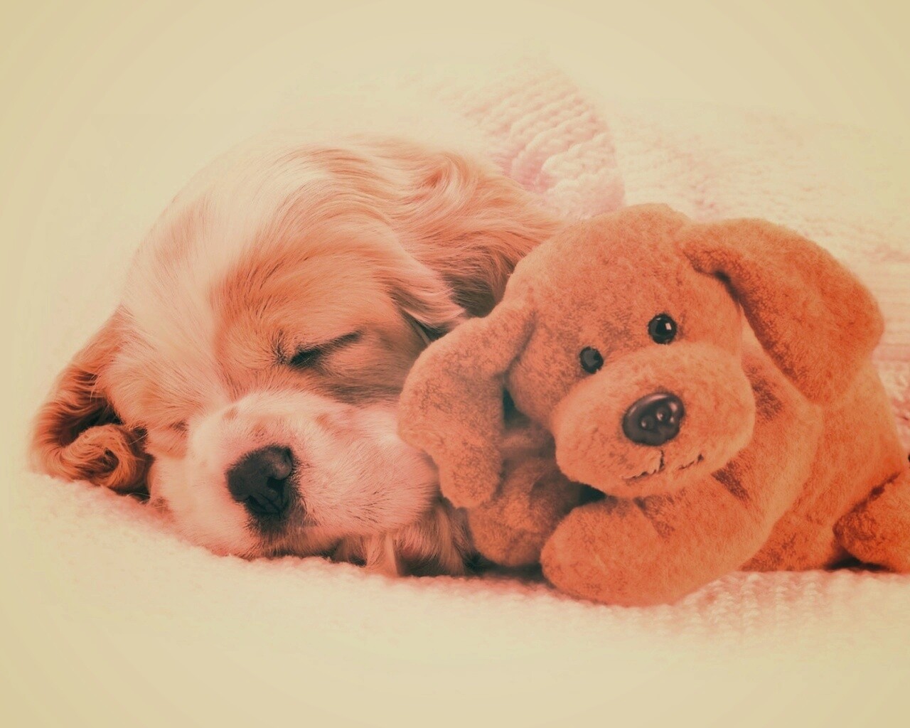 Собака спит с игрушкой обои