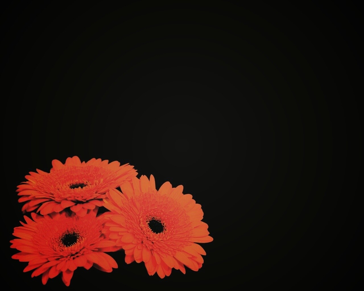 Красные герберы обои