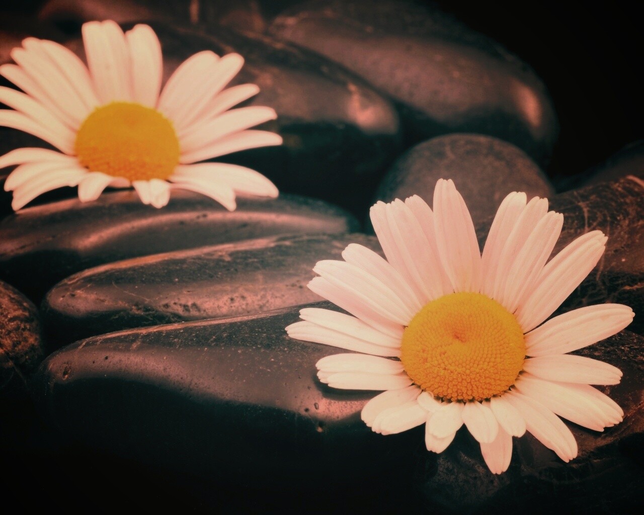 Ромашка среди гальки обои