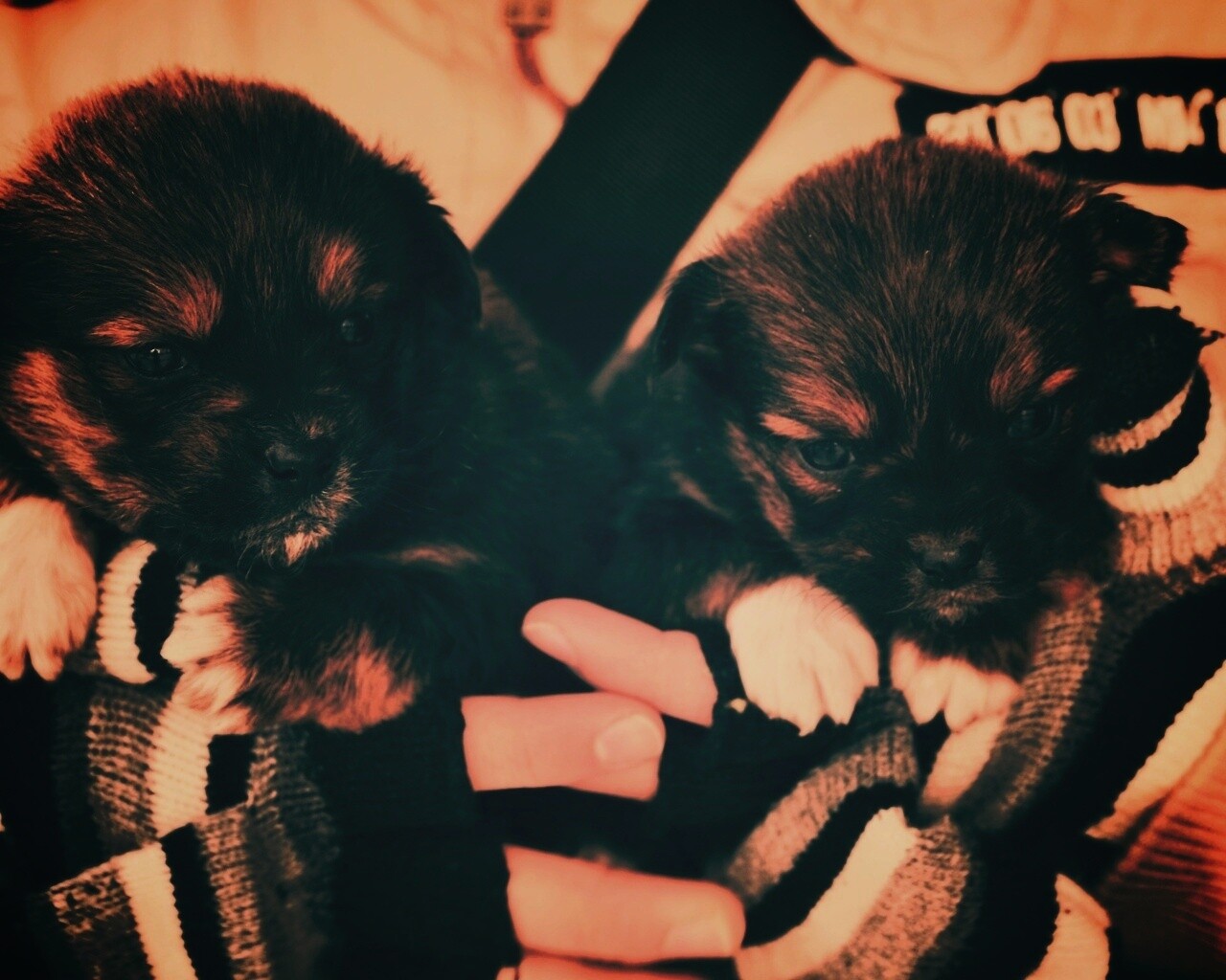 Два коричневых щенка обои