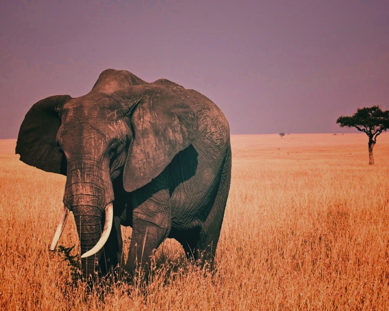Африканский слон обои