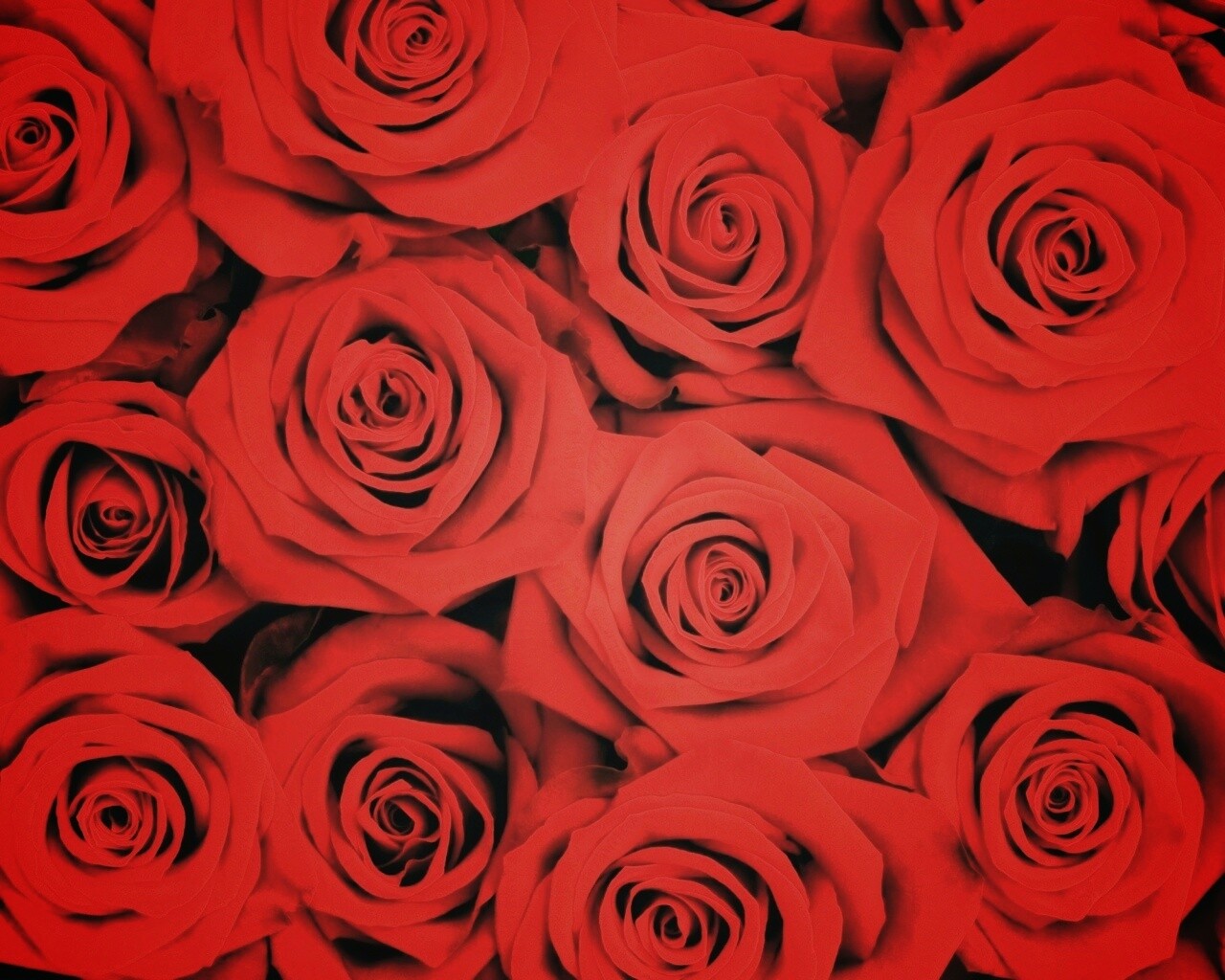 Букет красных роз обои
