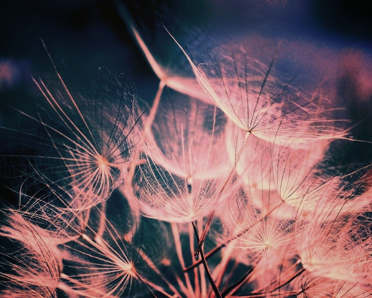 Семена одуванчика обои