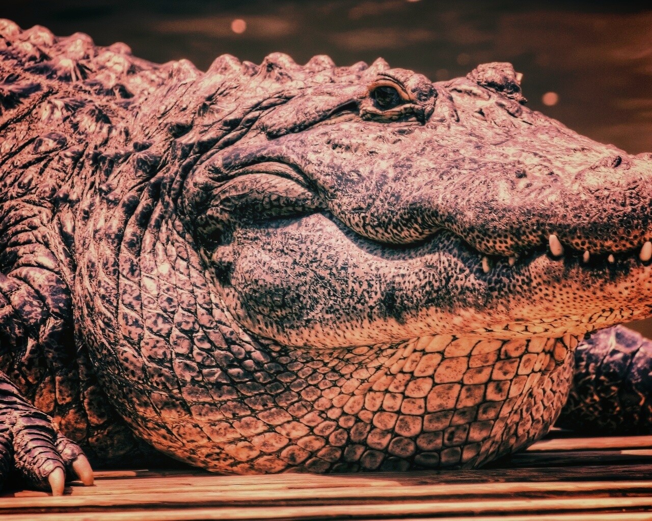 Синий крокодил обои