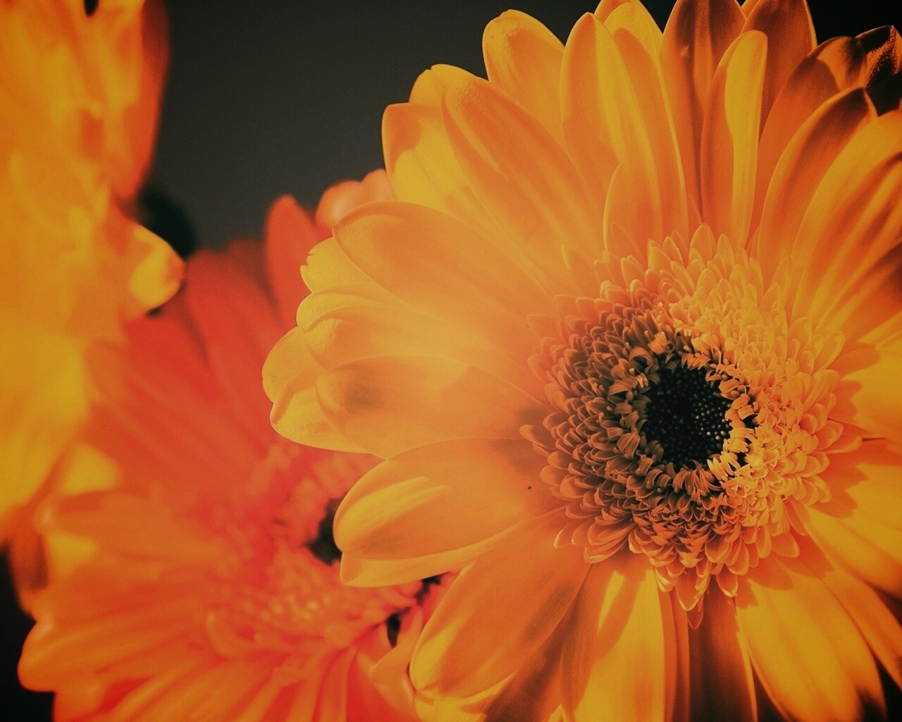 Желтый гербер обои