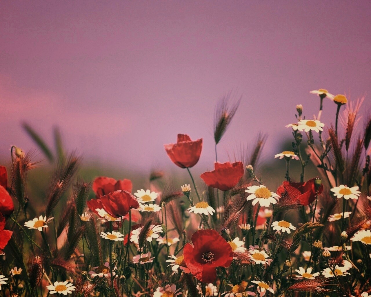 Цветы в поле обои