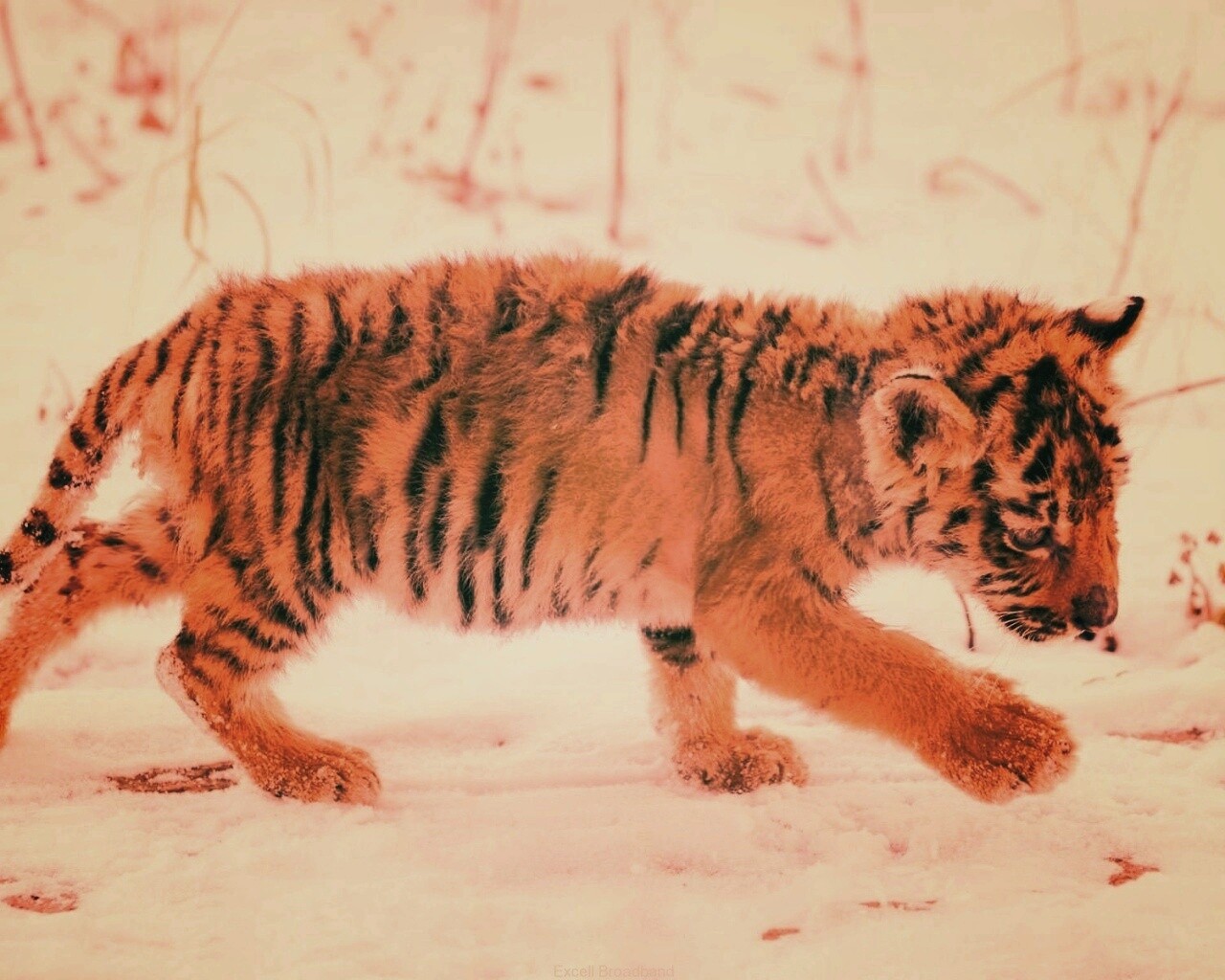 Тигренок на снегу обои