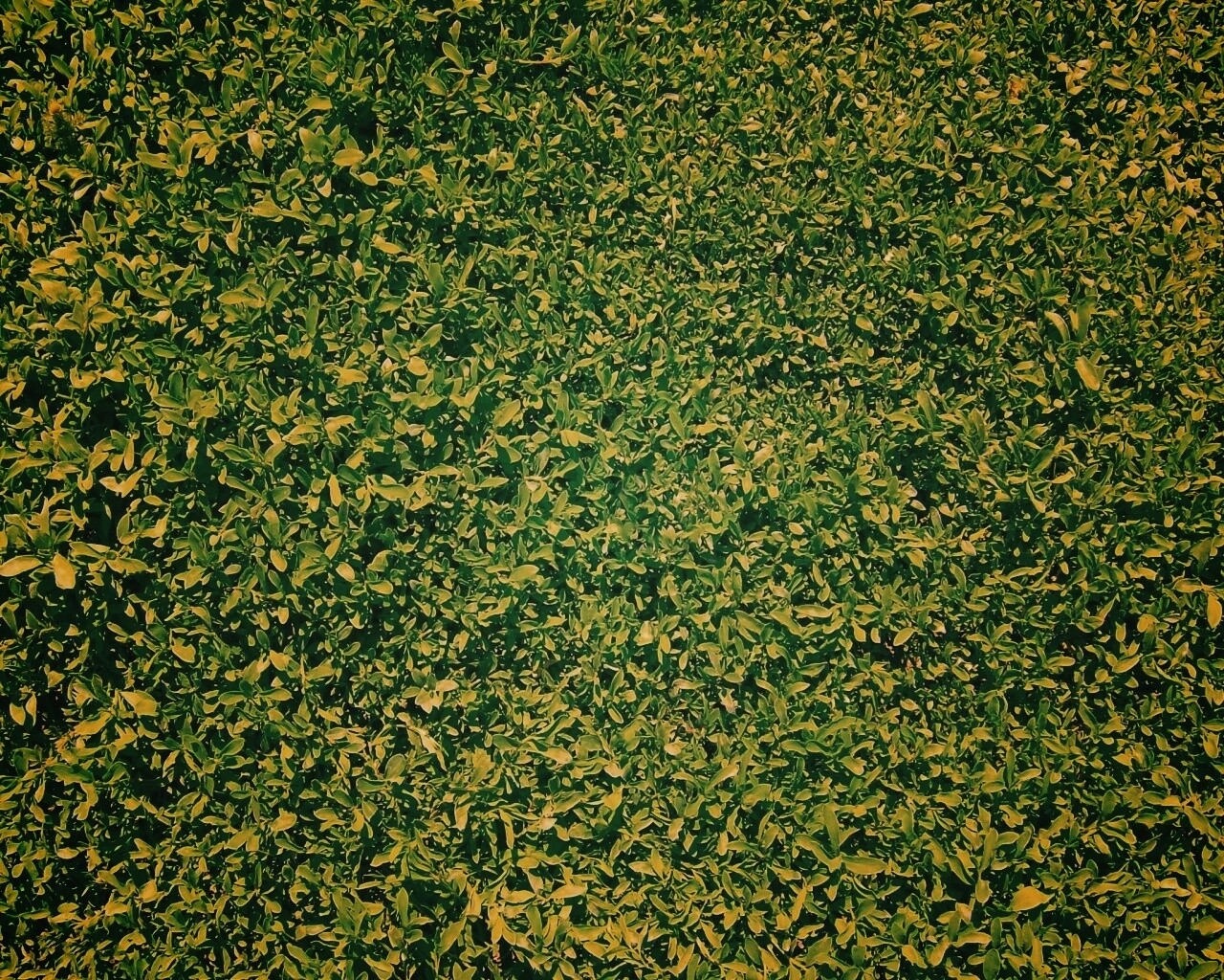 Чайные листья обои