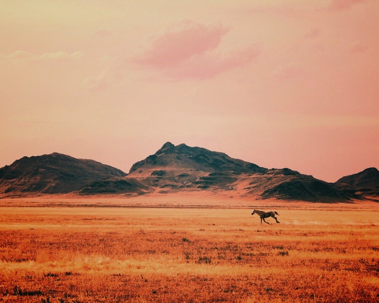 Мустанг в прериях обои