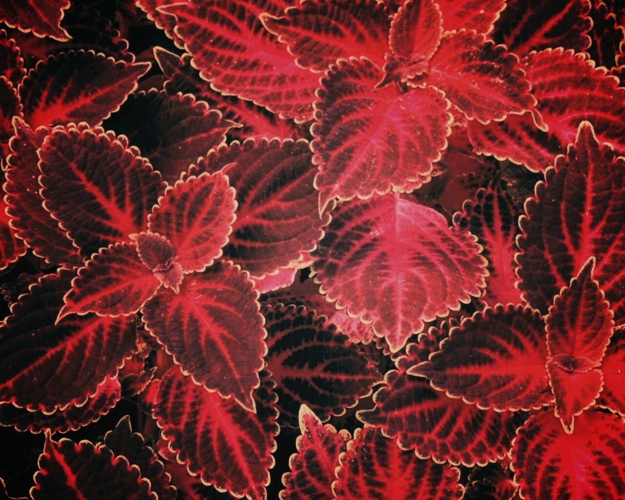 Красные листья обои