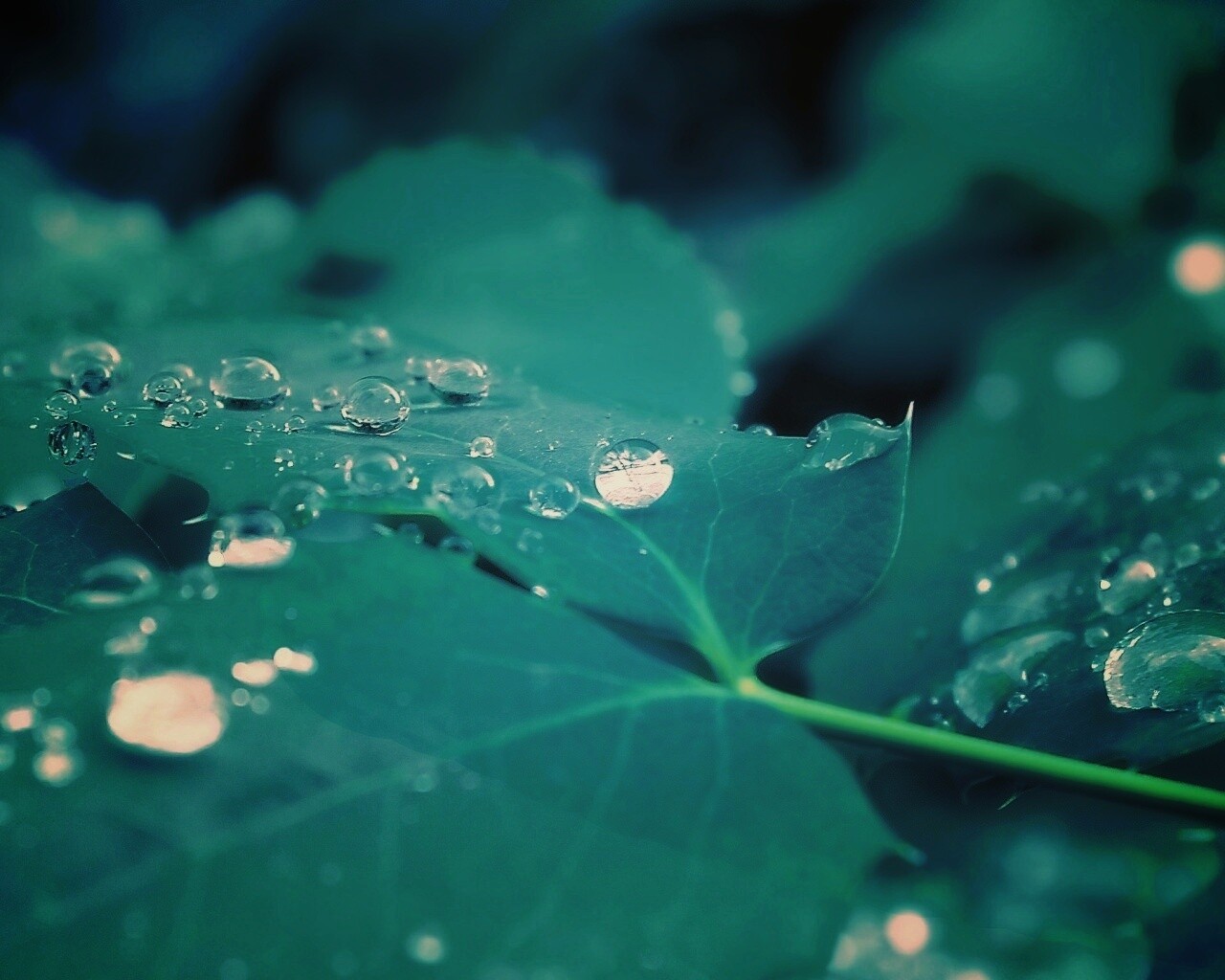 Синеватый лист обои