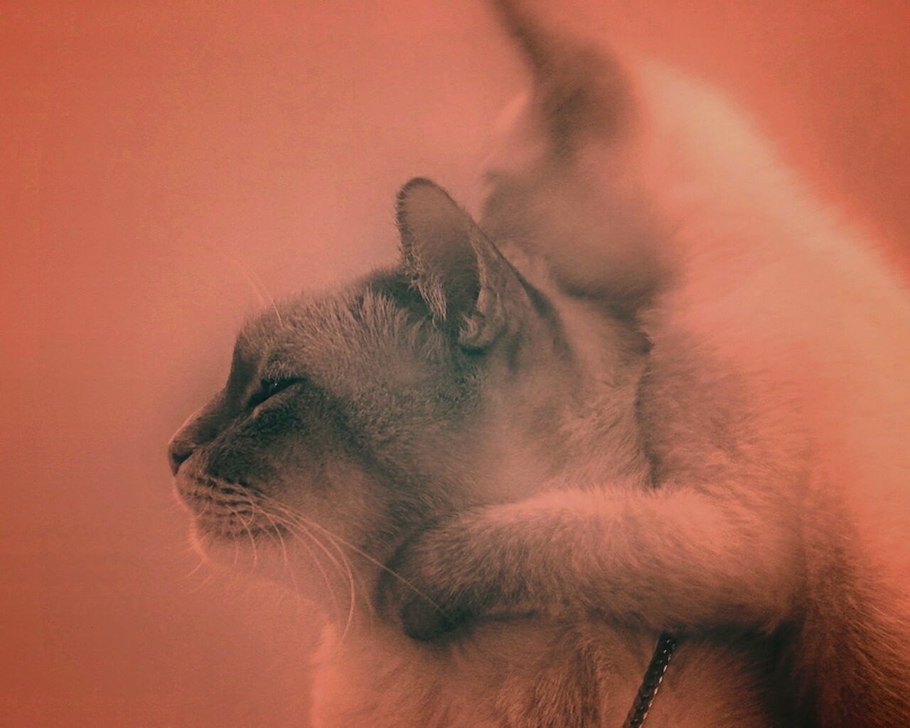 Котёнок обнимает маму обои