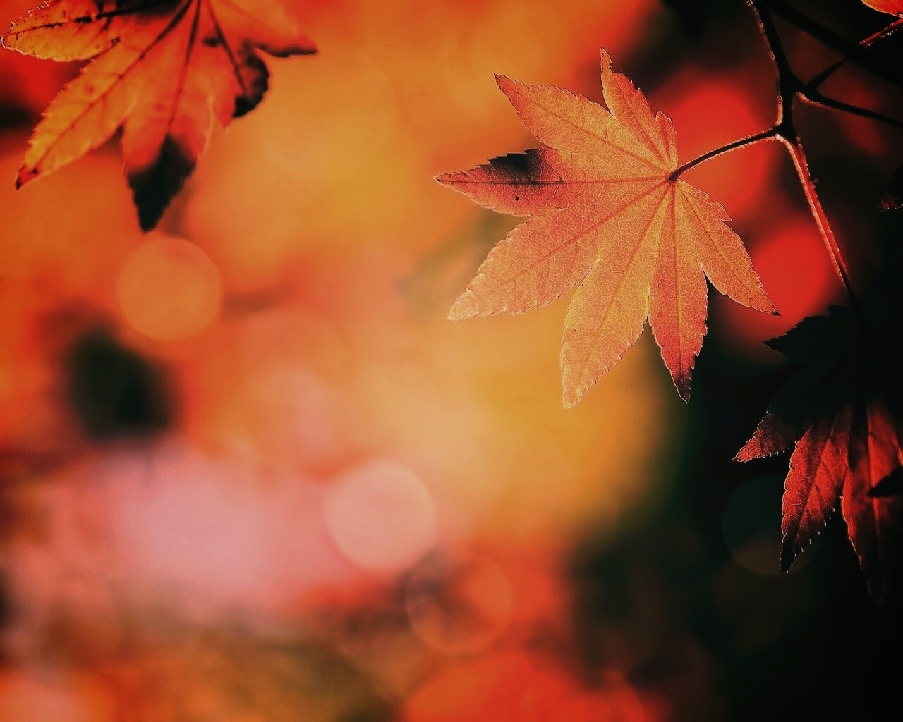 Осенние листья обои