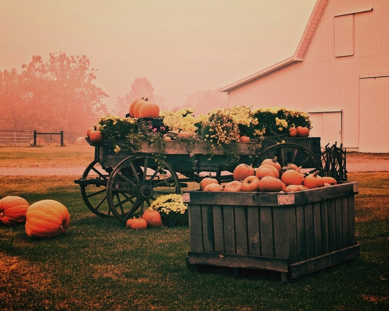 Урожай тыков обои