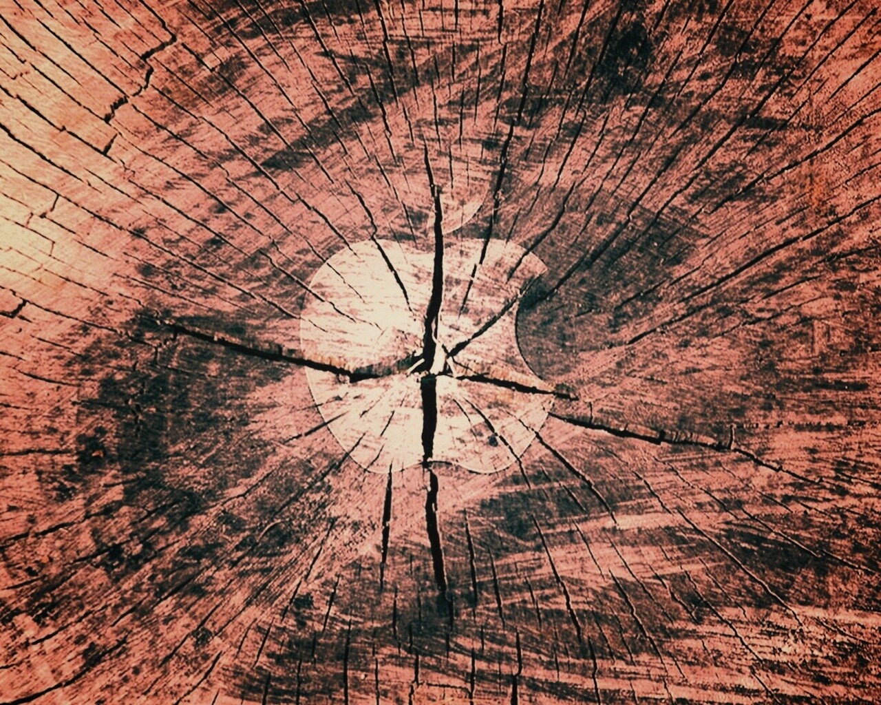 Логотип Apple на бревне обои