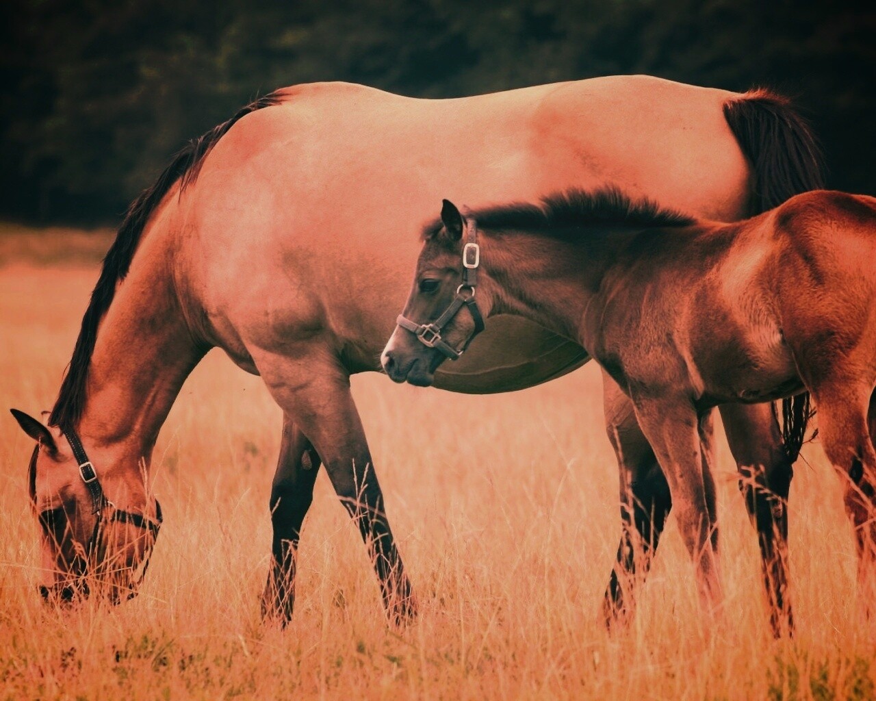 Жеребенок и беременная кобыла обои