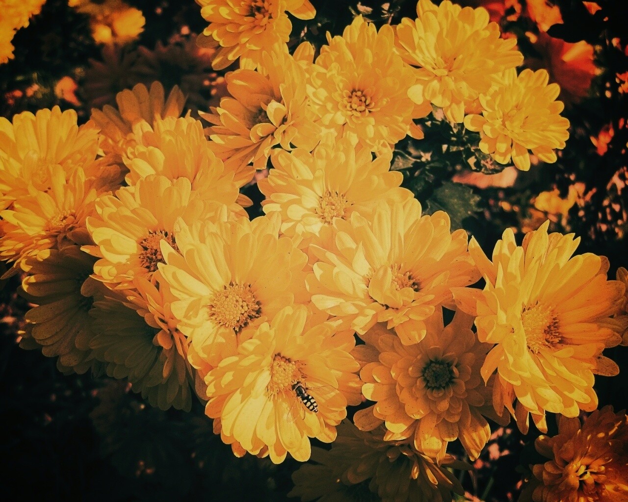 Оса на желтых герберах обои