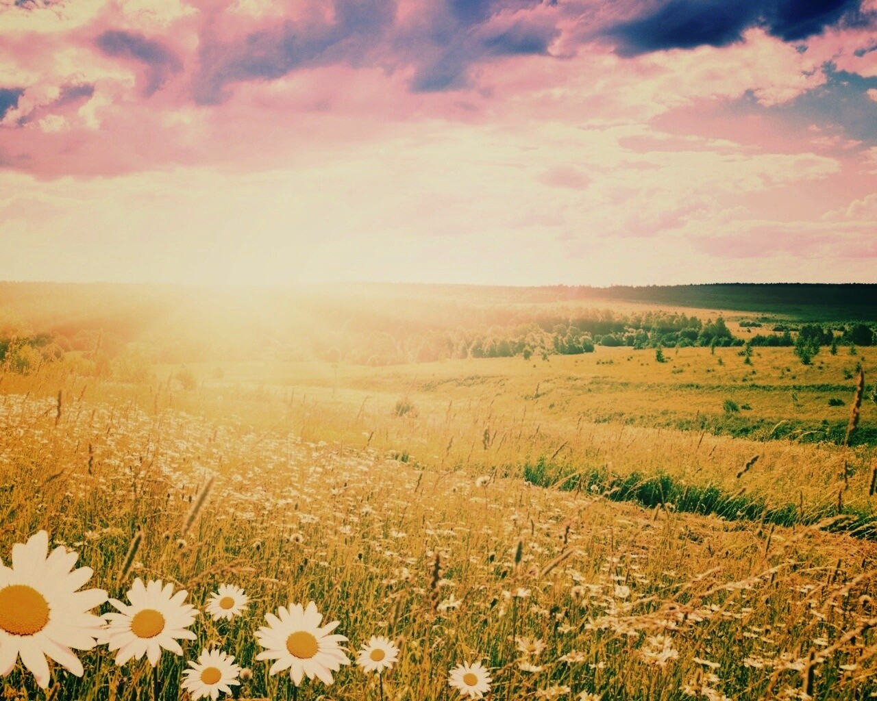 Летний восход обои