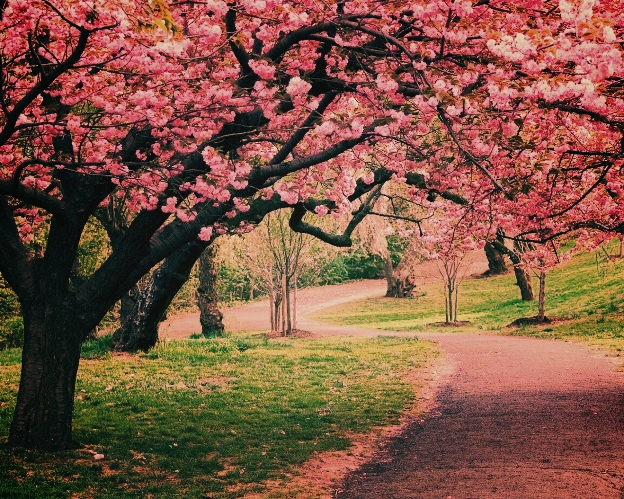 Дорожка между деревьями обои