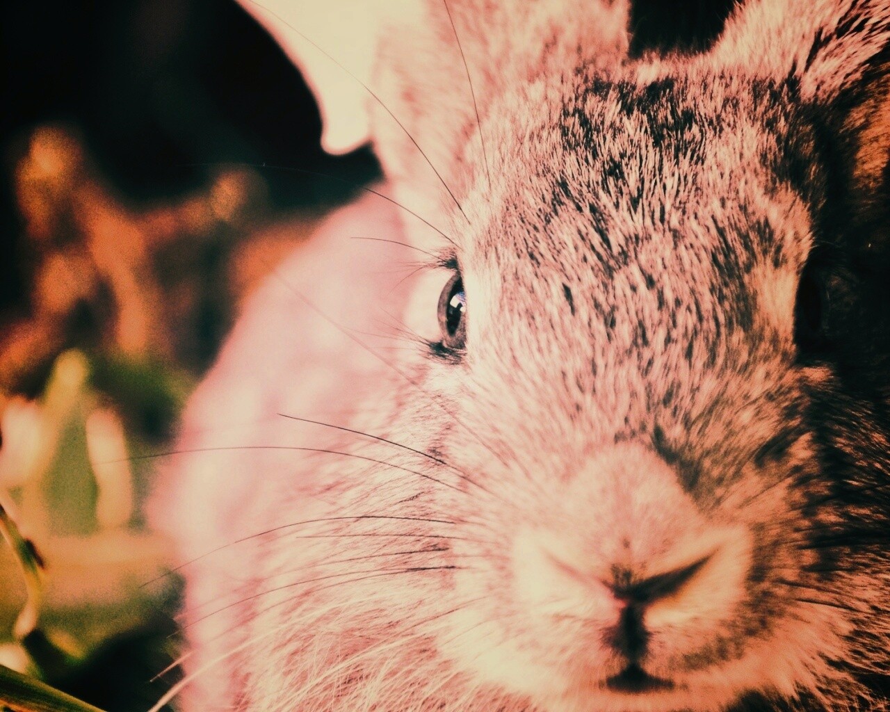 Пухлый кролик обои