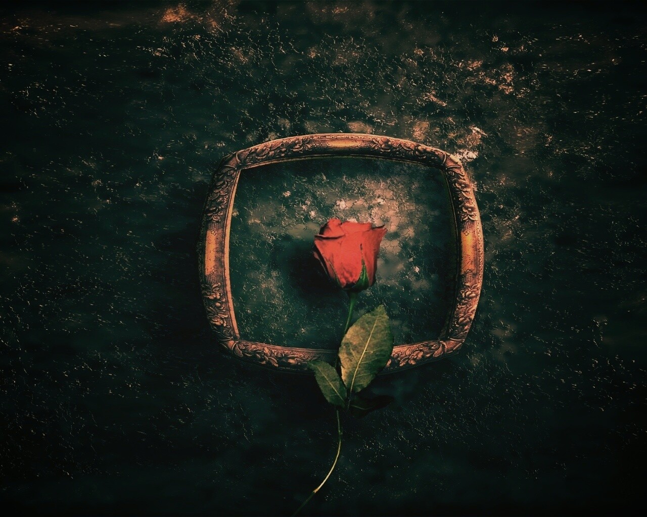 Роза на картинной раме обои