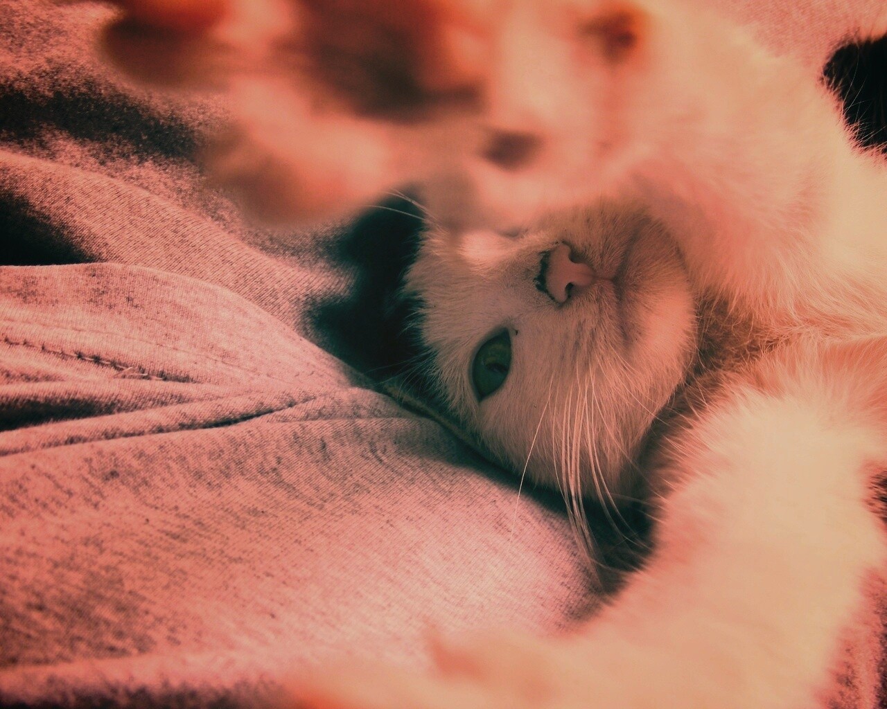 Кот фоткает сам себя обои