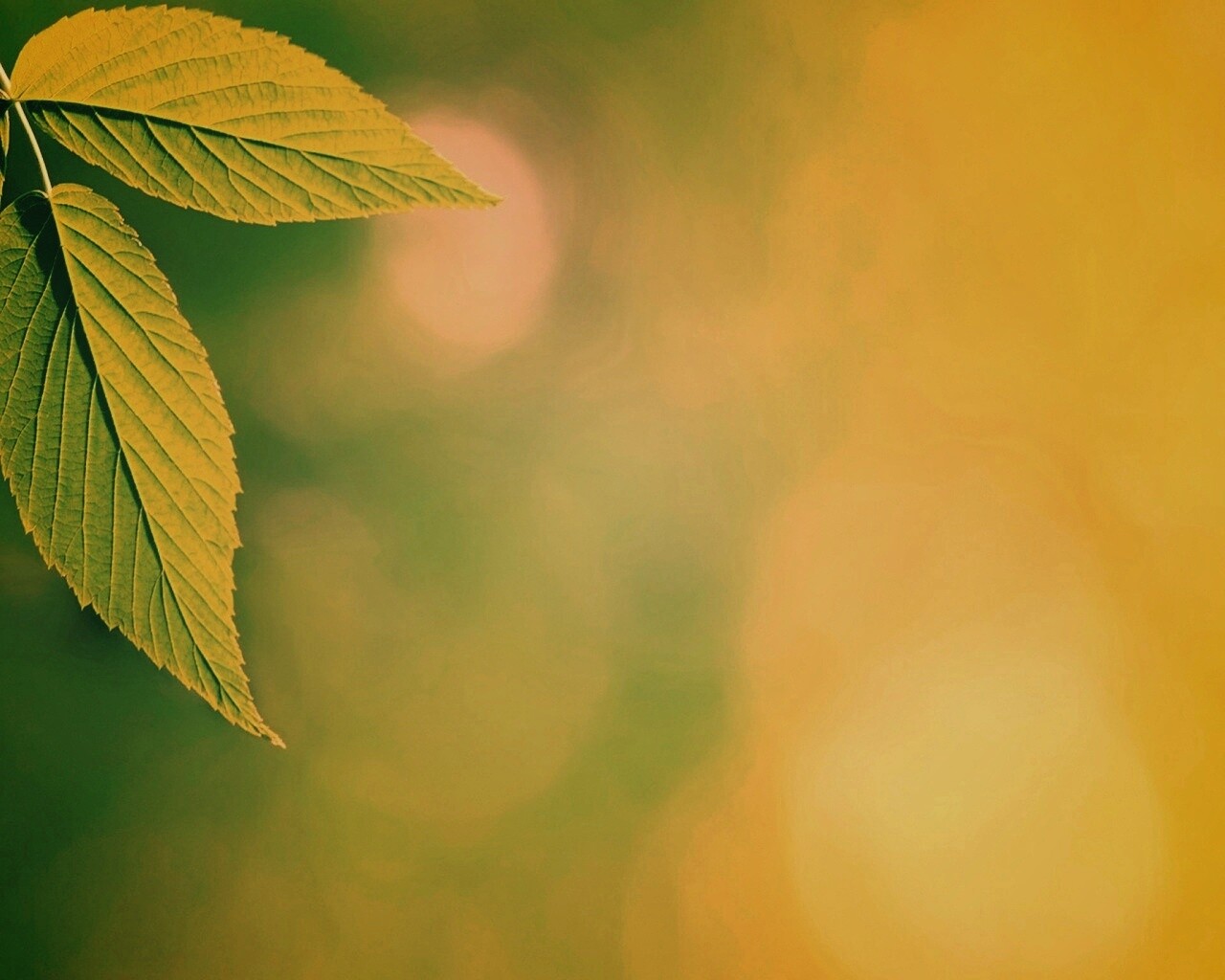 Два листа обои