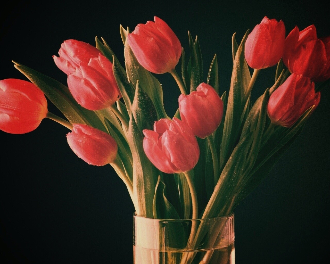 Букет тюльпанов обои