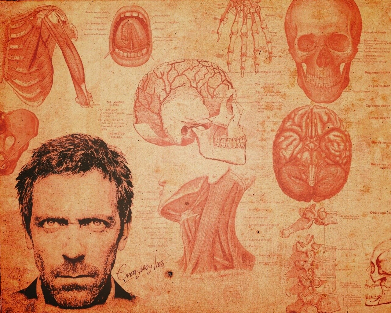 Анатомические рисунки доктора Хауса обои