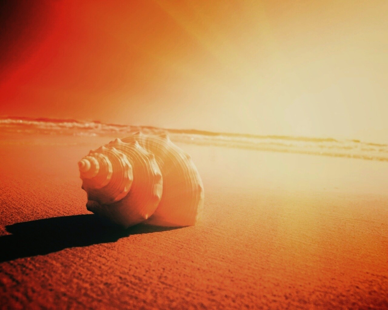 Золотистая ракушка обои