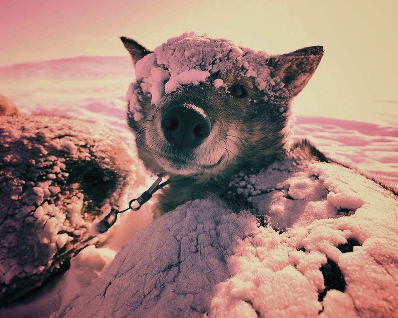 Собачка под снегом обои