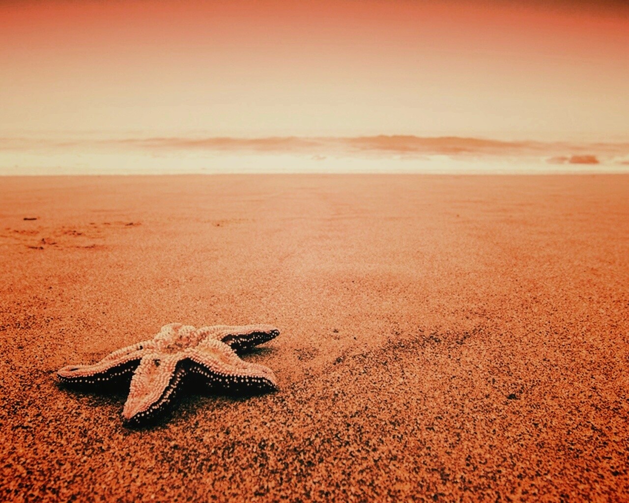 Морская звезда на бесконечном пляже обои