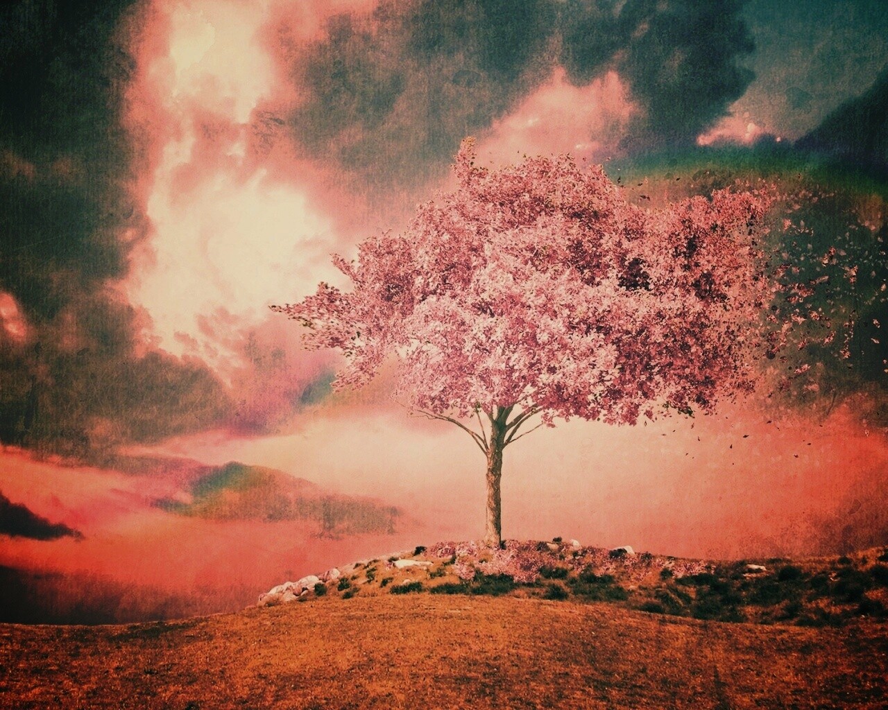 Одинокое цветущее дерево обои