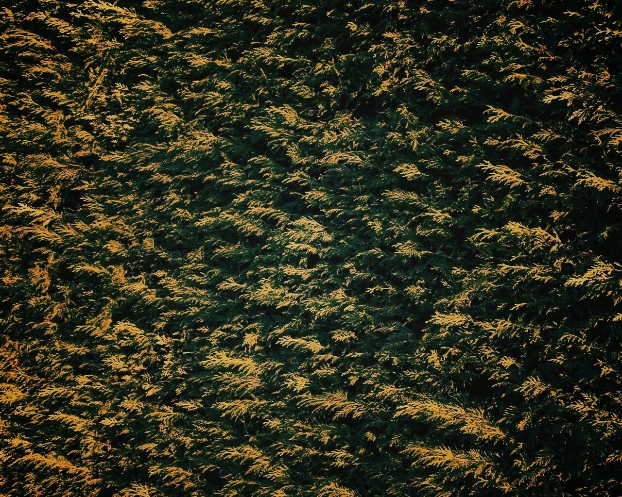 Густые хвойные заросли обои