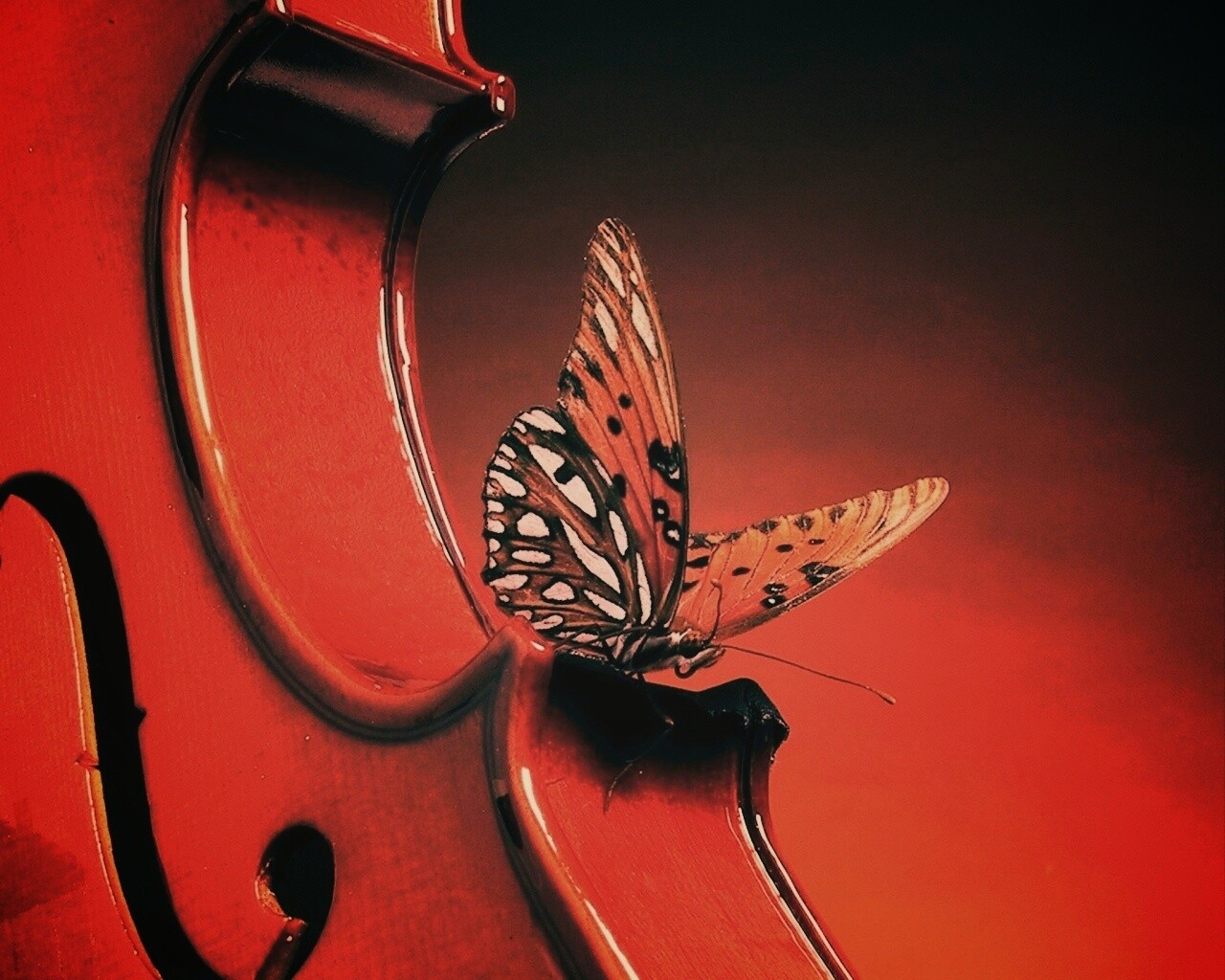 Бабочка на скрипке обои