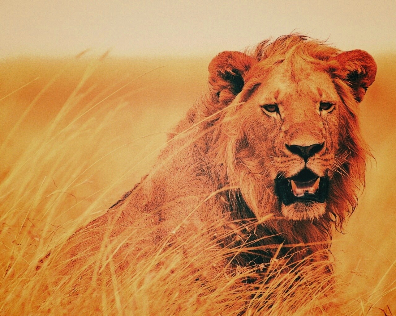 Ярко оранжевый лев обои